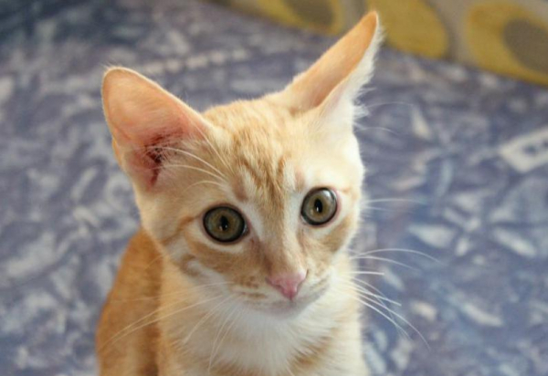 Кот муфаса' '='